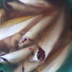 お盆休みは釣り三昧!