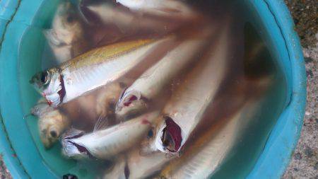 お盆休みは釣り三昧!