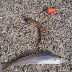 和歌山適当釣行