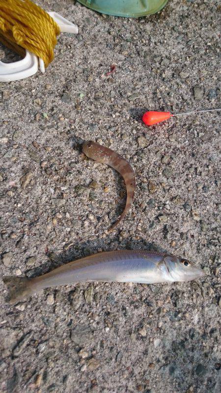 和歌山適当釣行