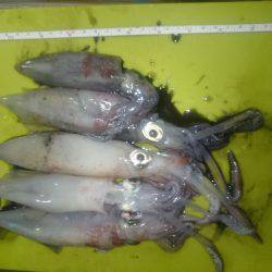 ケンサキエギング