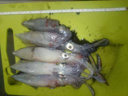 ケンサキエギング