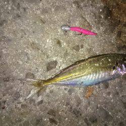 ワインドからアジング