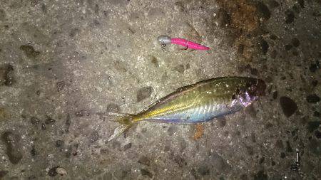 ワインドからアジング