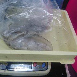 またまた今週も夏イカゲット