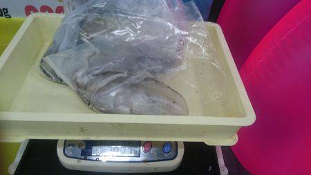 またまた今週も夏イカゲット