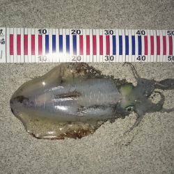 今週も夏イカまたまたゲット