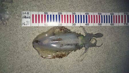 今週も夏イカまたまたゲット