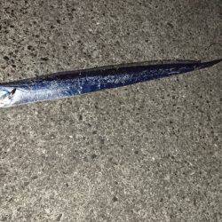 タチウオ小さい