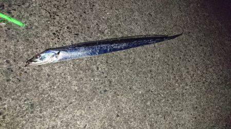 タチウオ小さい