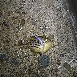 中アジは、何処に？