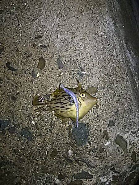 中アジは、何処に？