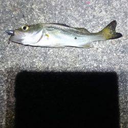 何が出るかな？