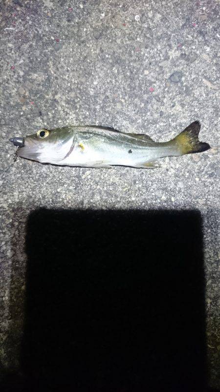 何が出るかな？