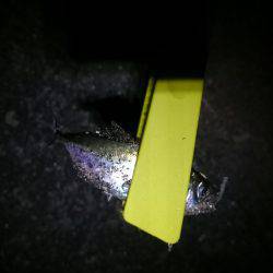 どっちもどっち