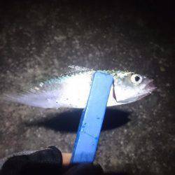 癒しのアジング？