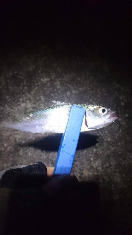 癒しのアジング？