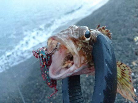 サーフエギング