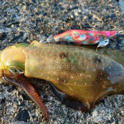 早朝サーフエギング