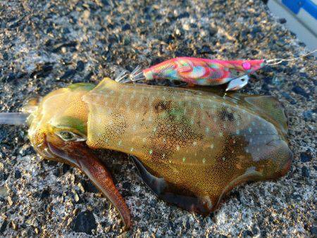 早朝サーフエギング