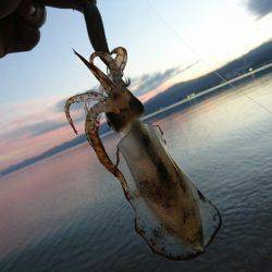 早朝サーフエギング