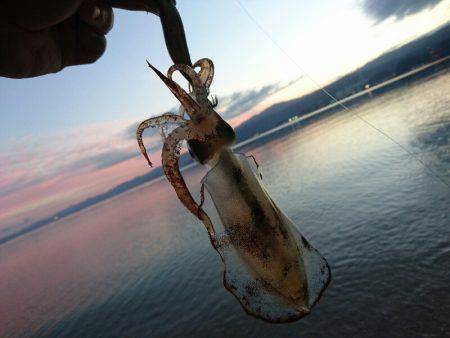 早朝サーフエギング