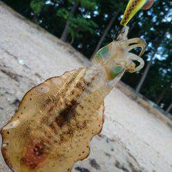 ９月最初のサーフエギング(￣ー￣)