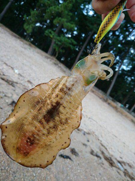 ９月最初のサーフエギング(￣ー￣)