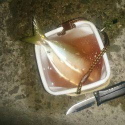 アジング釣行記