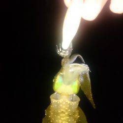 アジング釣行記