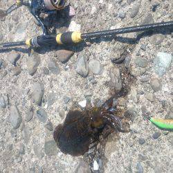 エギング釣行記