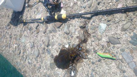 エギング釣行記