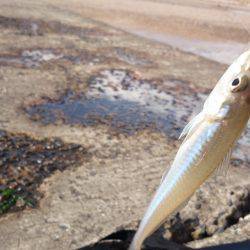 結局キッシング