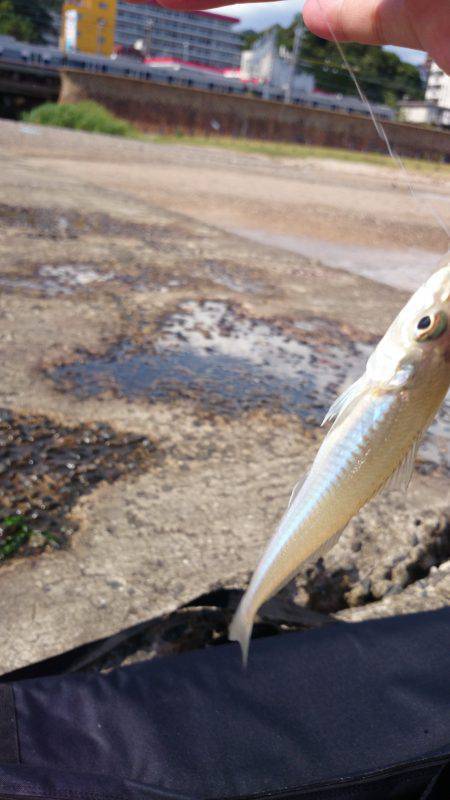 結局キッシング