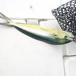 沼島沖タイラバ