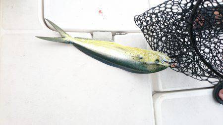 沼島沖タイラバ