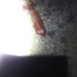 ケンサキ好調‼