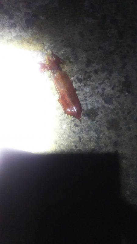 ケンサキ好調‼