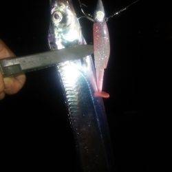 タチウオ連打！良型アジも！