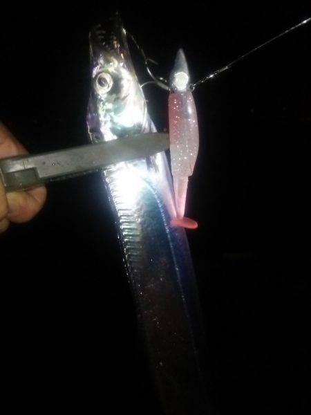 タチウオ連打！良型アジも！