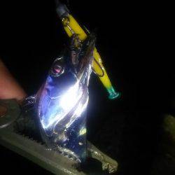 淡路島アジング&タチウオ!