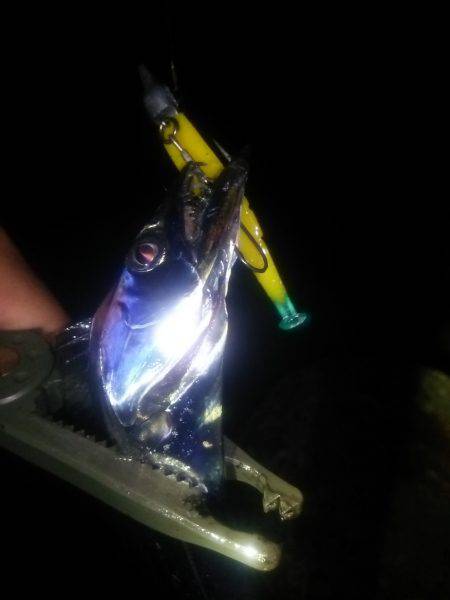 淡路島アジング&タチウオ!