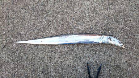 サーべリング調査