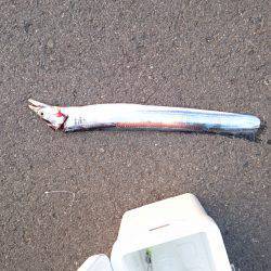 タチウオより人