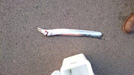 タチウオより人