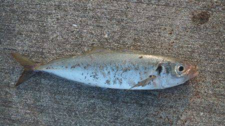 ワインドとジギング