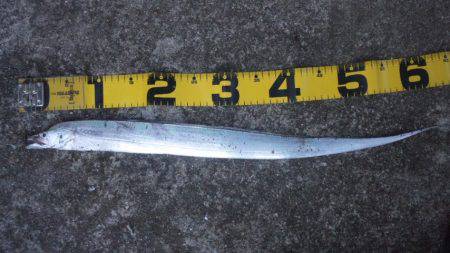 タチウオと底物！！