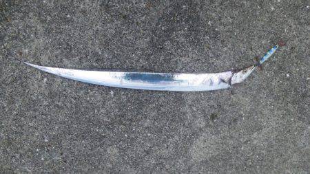 タチウオ　ジギング