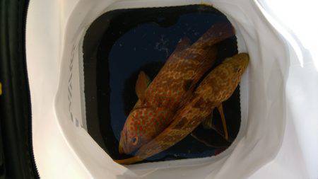 アコウとイイダコ