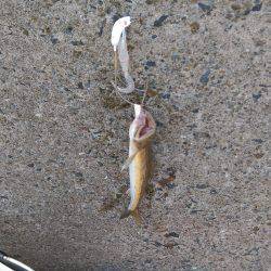 ロックとタコング